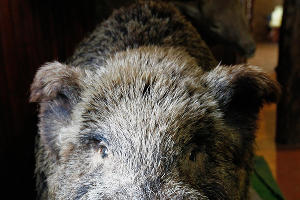 "Музей снежного человека" в Адыгее &copy;&nbsp;Влад Александров, ЮГА.ру