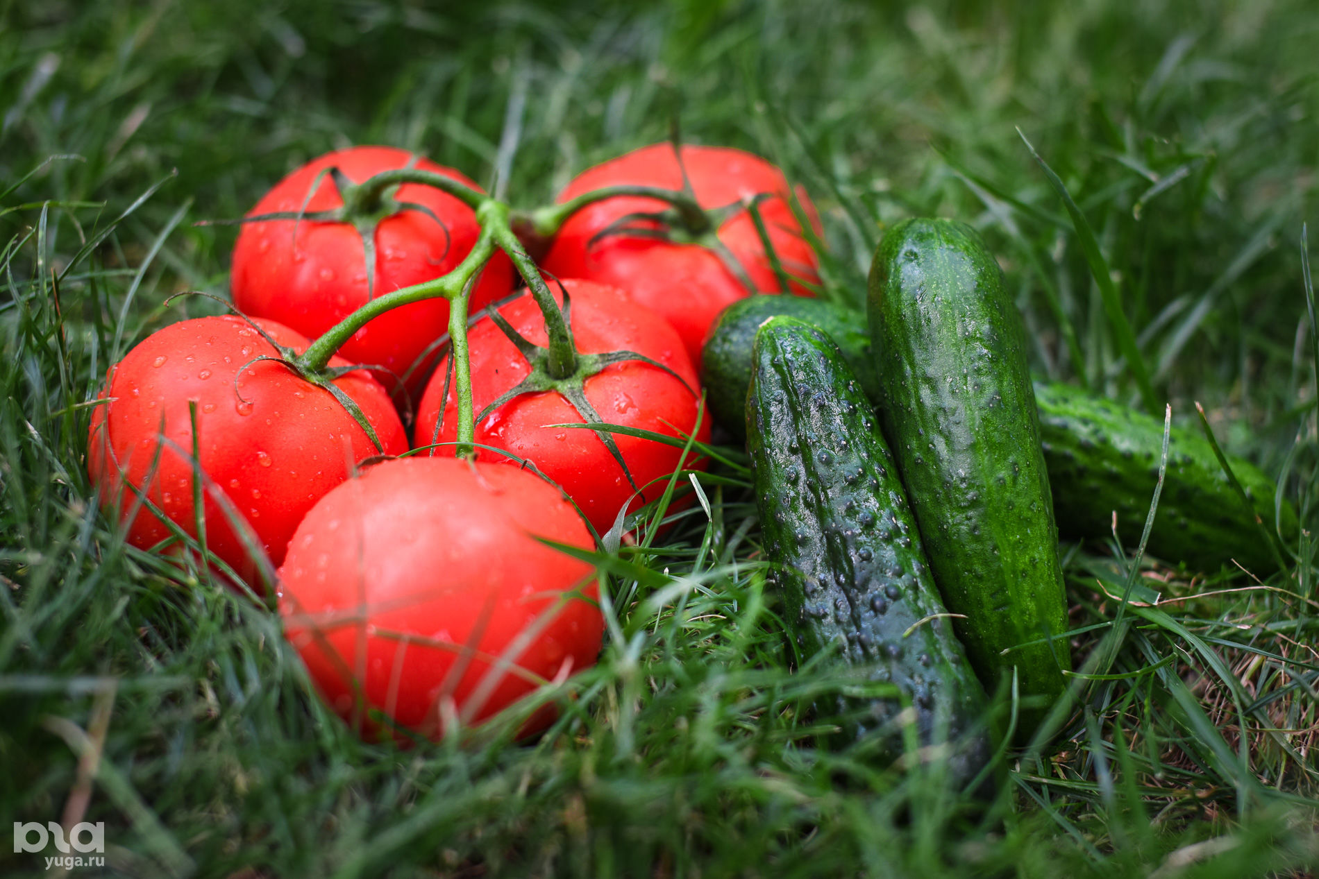 Огурцы (35,55 р. за 1 кг) и помидоры (149 р. за 1 кг) © Елена Синеок, Юга.ру