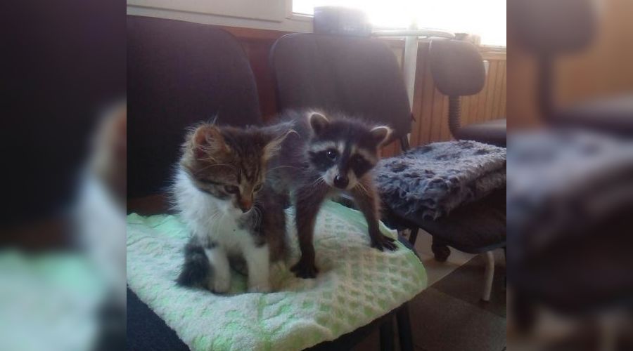 Енот-полоскун © Фото с сайта youla.io/krasnodar