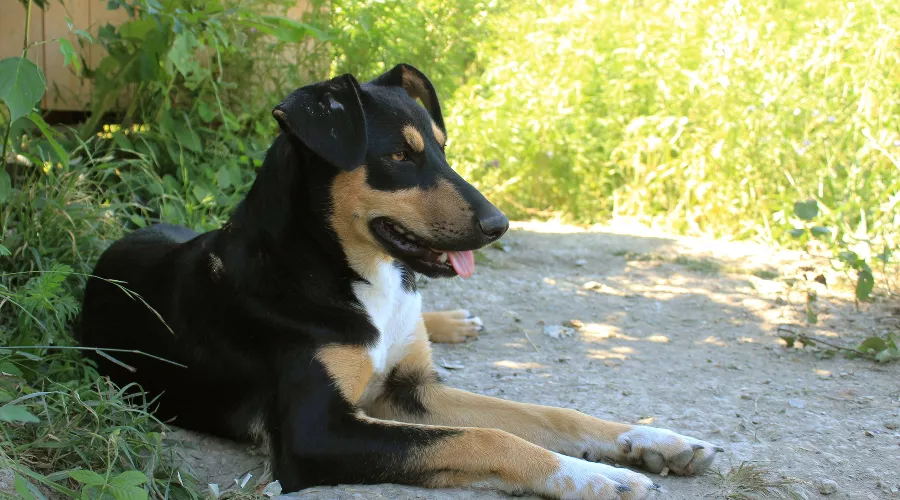  &copy;&nbsp;Фото пресс-службы курорта &laquo;Роза Хутор&raquo;