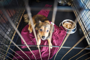 Приют для пострадавших животных «Краснодог» © Фото Елены Синеок, Юга.ру