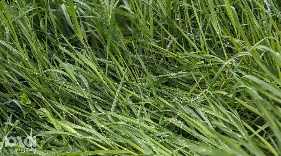  &copy;&nbsp;Фото Александры Прохоренковой-Аксеновой, Юга.ру