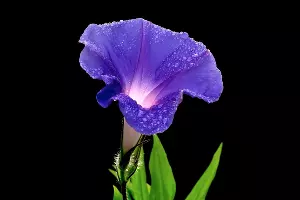 Турбина щитковидная &copy;&nbsp;Фото Bearbeitung, wikipedia.com (общественное достояние)