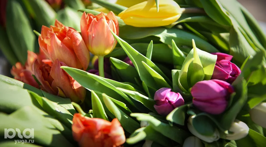  &copy;&nbsp;Фото Елены Синеок, Юга.ру