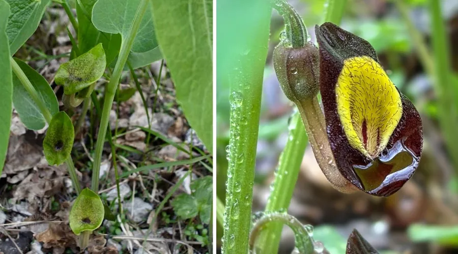  &copy;&nbsp;Коллаж из скриншотов фото Натальи Елагиной и Бориса Туниева
