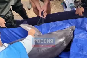  &copy;&nbsp;Скриншот видео из телеграм-канала &laquo;Россия. Кубань. Новости&raquo;