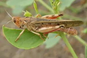  &copy;&nbsp;Марокканская саранча Фото с сайта fao.org