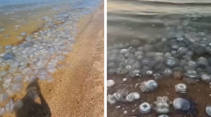  © Коллаж из скриншотов видео телеграм-канала «Краснодар Телетайп»