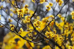 Химонантус, или ледяной цветок &copy;&nbsp;Фото пресс-службы Сочинского нацпарка