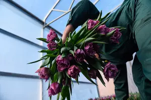 Тюльпаны &copy;&nbsp;Фото Елены Синеок, Юга.ру