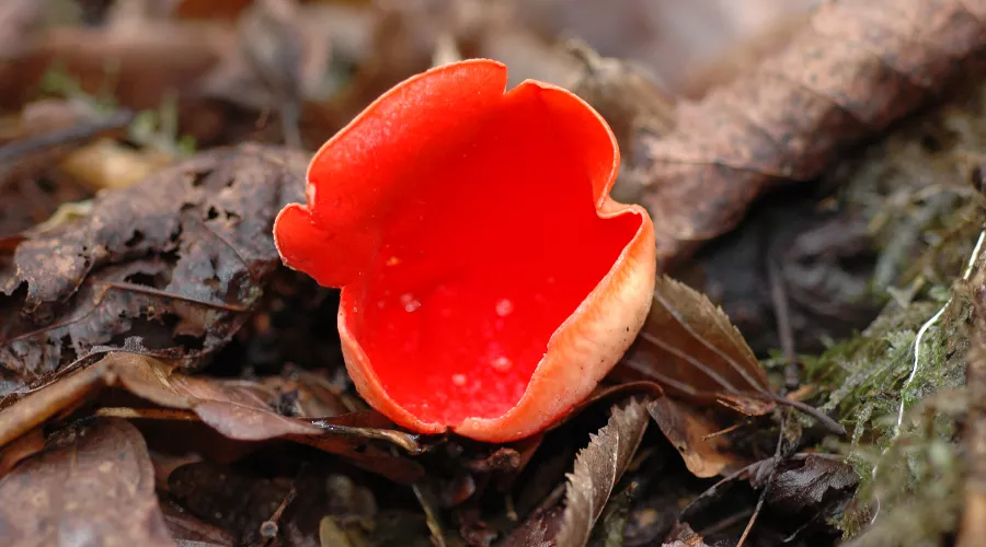 Блюдечко ярко-красное &copy;&nbsp;Фото пресс-службы Сочинского нацпарка