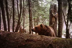  &copy;&nbsp;Фото Юрия Спасовского, пресс-служба Кавказского биосферного заповедника
