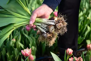 Тюльпаны &copy;&nbsp;Фото Елены Синеок, Юга.ру