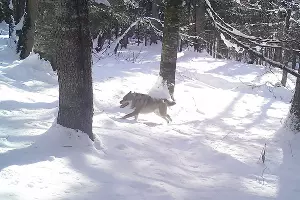  &copy;&nbsp;Фото пресс-службы Кавказского биосферного заповедника