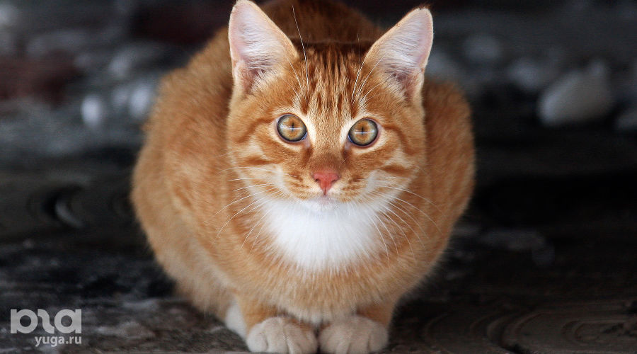 Кошка &copy;&nbsp;Фото Елены Синеок, Юга.ру