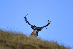  &copy;&nbsp;Фото Сергея Трепета, предоставлено пресс-службой ФГБУ &laquo;Кавказский биосферный заповедник&raquo;