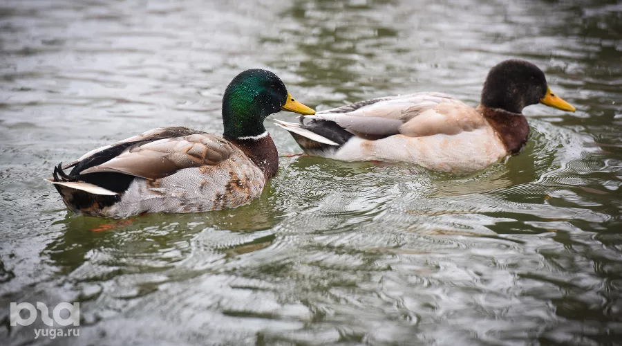  &copy;&nbsp;Фото Елены Синеок, Юга.ру