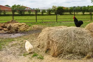 УОХ &laquo;Кубань&raquo; &copy;&nbsp;Фото Елены Синеок, Юга.ру