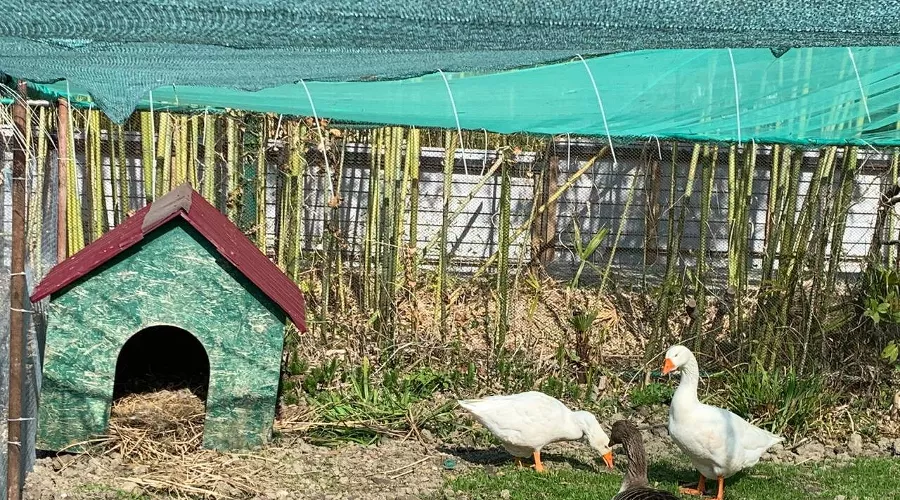 Лебеди &copy;&nbsp;Фото Оксаны Тимченко, пресс-служба Кавказского заповедника