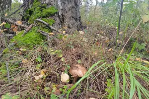  &copy;&nbsp;Фото пресс-службы МегаФона