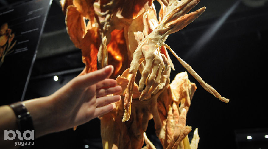  © Фото Елены Синеок, Юга.ру