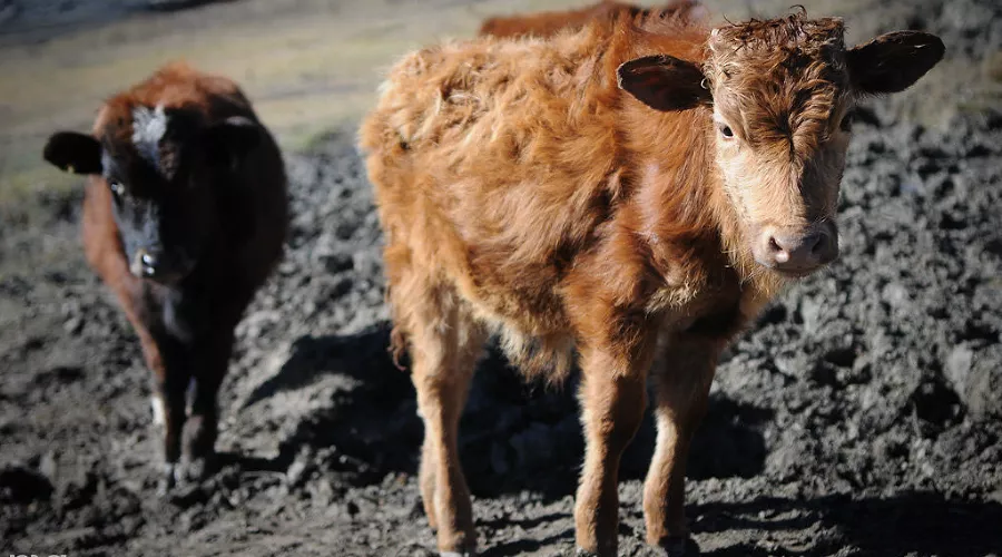  &copy;&nbsp;Фото Елены Синеок, Юга.ру