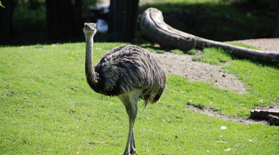 Эму © Фото пользователя Hoerwin56/883 сайта pixabay.com