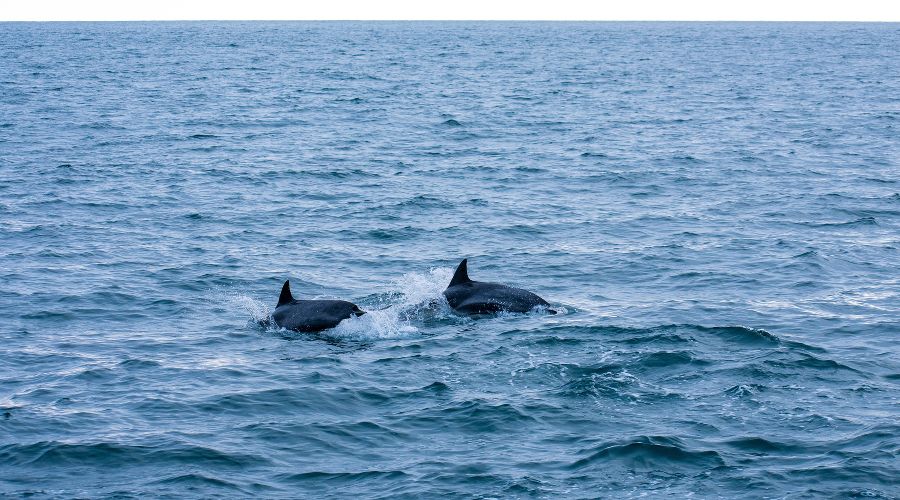  © Фото Kevin Ortiz с сайта Unsplash.com