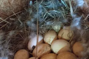  &copy;&nbsp;Фото Оксаны Тимченко, пресс-служба Кавказского заповедника