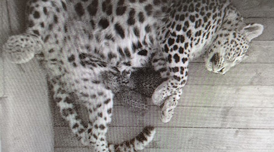  © Фото пресс-службы Сочинского нацпарка