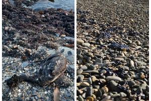  © Скриншот из телеграм-канала «Мой Туапсе» https://t.me/my_tuapse/29615