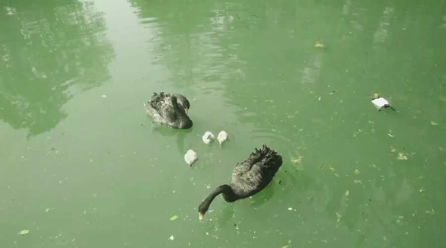 Австралийские черные лебеди  &copy;&nbsp;Фото пресс-службы сочинского парка &laquo;Дендрарий&raquo;