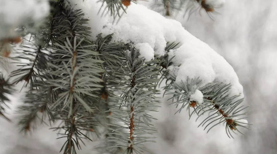 Снег в Краснодаре &copy;&nbsp;Алёна Живцова, ЮГА.ру