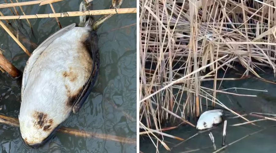  &copy;&nbsp;Скриншоты фото из телеграм-канала Юрия Озаровского https://t.me/MoreOz/84303