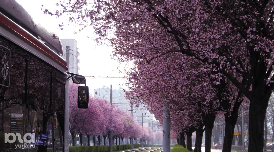  &copy;&nbsp;Фото Марины Солошко, Юга.ру