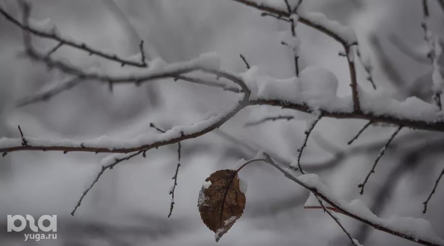  &copy;&nbsp;Фото Елены Синеок, Юга.ру