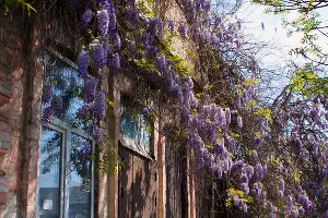 Цветение глицинии в Краснодаре &copy;&nbsp;Фото Марины Солошко, Юга.ру