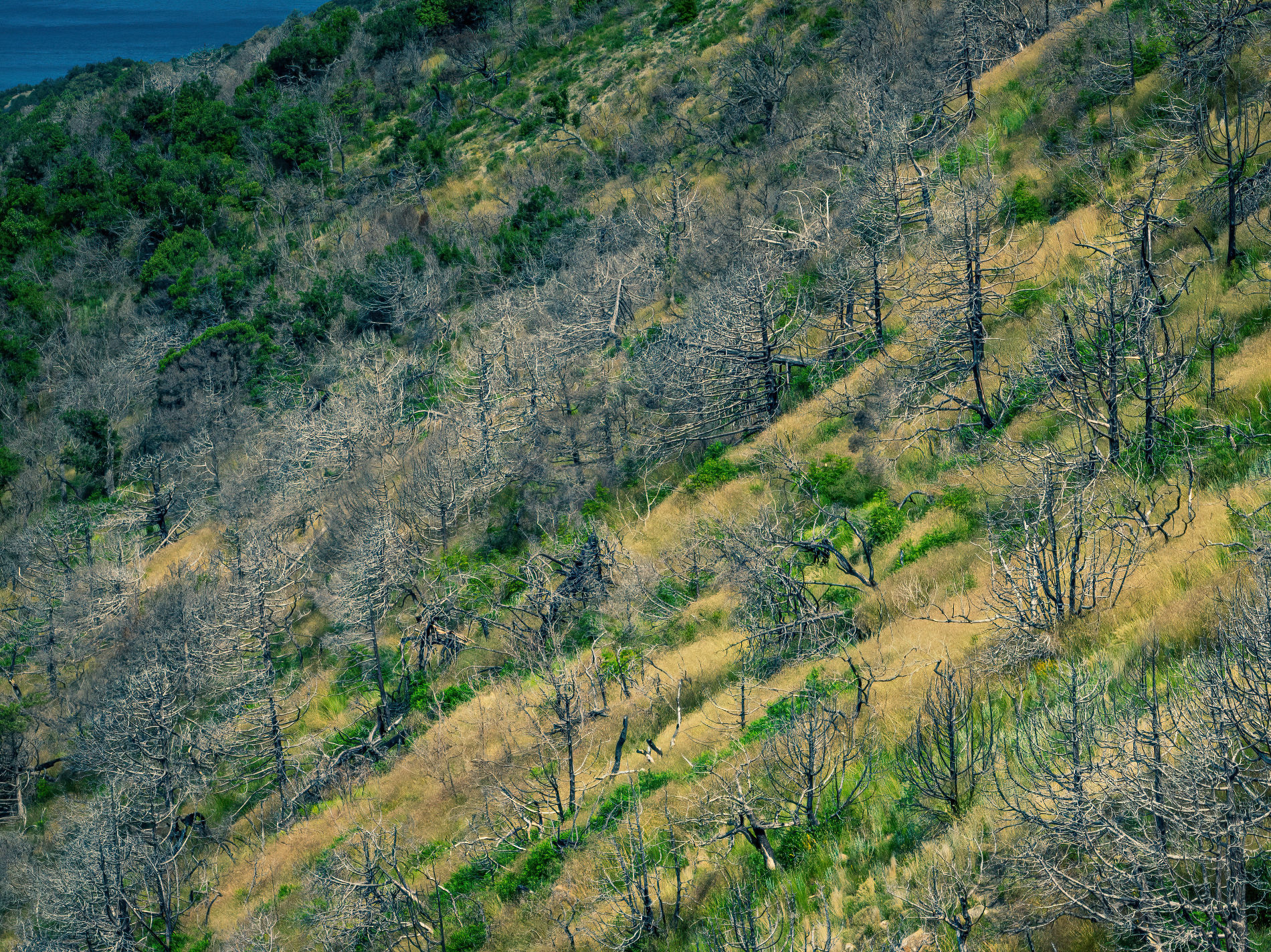 4900 деревьев сгорело на Утрише в августе 2020 года © Фото Антона Быкова, Юга.ру