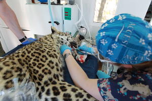  © Фото пресс-службы Сочинского нацпарка