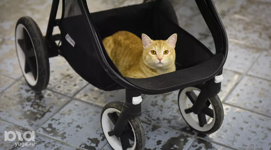  &copy;&nbsp;Фото Елены Синеок, Юга.ру