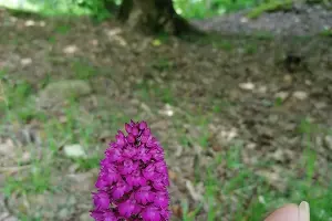 Дикая орхидея &copy;&nbsp;Фото пресс-службы Сочинского нацпарка