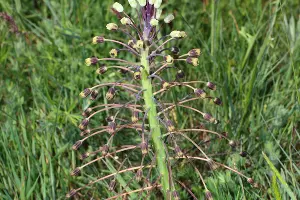 Бельвалия великолепная &copy;&nbsp;Фото Антона Поповича