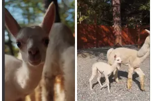  &copy;&nbsp;Скриншот из телеграм-канала &laquo;Альпака парк Ривьера в Сочи&raquo; https://t.me/alpaka_park_riviera/230