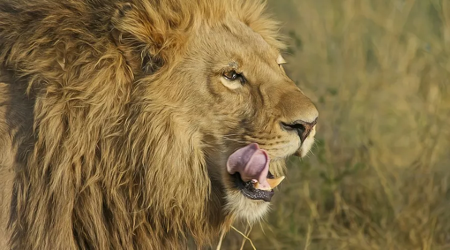  &copy;&nbsp;Фото с сайта pixabay.com