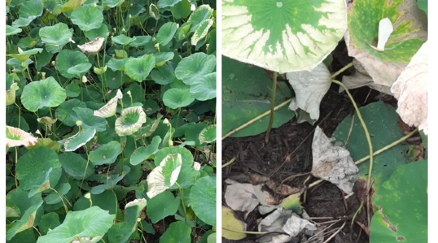  © Фото жительницы поселка Белозерного Елены Лоха, предоставлено Юга.ру