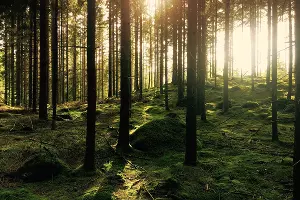  &copy;&nbsp;Фото с сайта unsplash.com