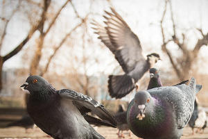 Краснодарские голуби © Алёна Живцова, ЮГА.ру