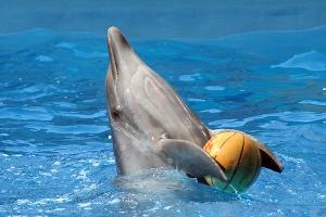 В Сочи открылся крупнейший дельфинарий России © Юлия Баранова, ЮГА.ру