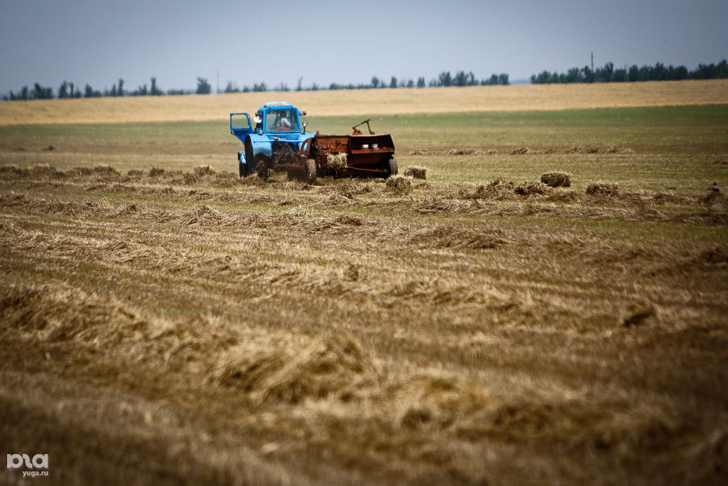 кубанский колхоз
