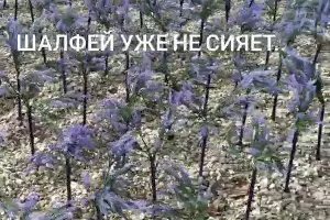  &copy;&nbsp;Скриншот со страницы instagram.com/officialparkkrasnodar